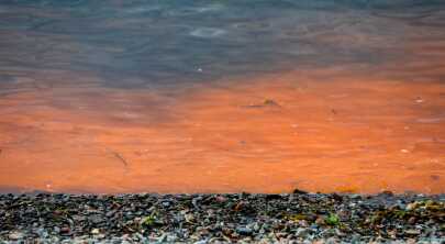 Во Владивостоке прибрежные воды окрасились в коричневый цвет из-за отходов
